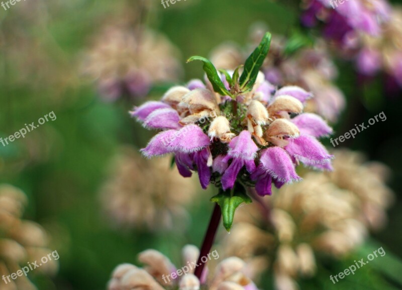 Fire Herb Phlomis Fire Herbs Lip Flowers Lamiaceae