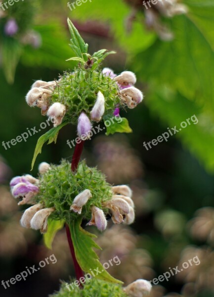 Fire Herb Phlomis Fire Herbs Lip Flowers Lamiaceae