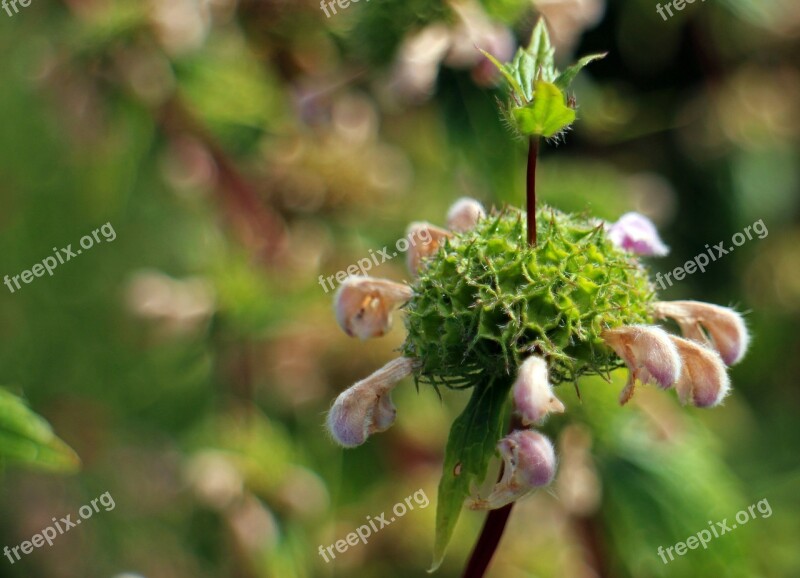 Fire Herb Phlomis Fire Herbs Lip Flowers Lamiaceae