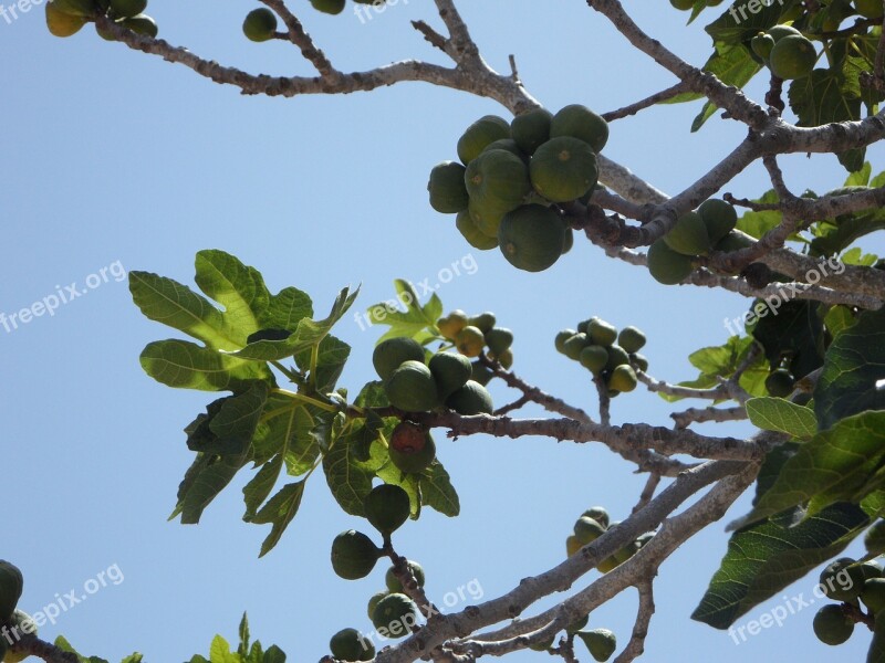 Fig Fig Tree Real Coward Figs Fruit