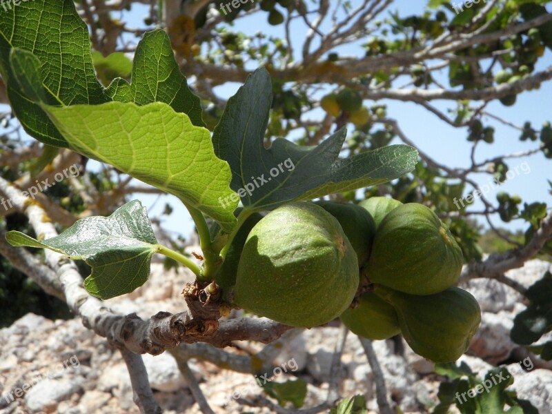 Fig Fig Tree Real Coward Figs Fruit