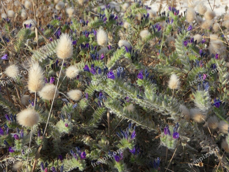 Ground Vegetation Flora Grasses Sand Mediterranean