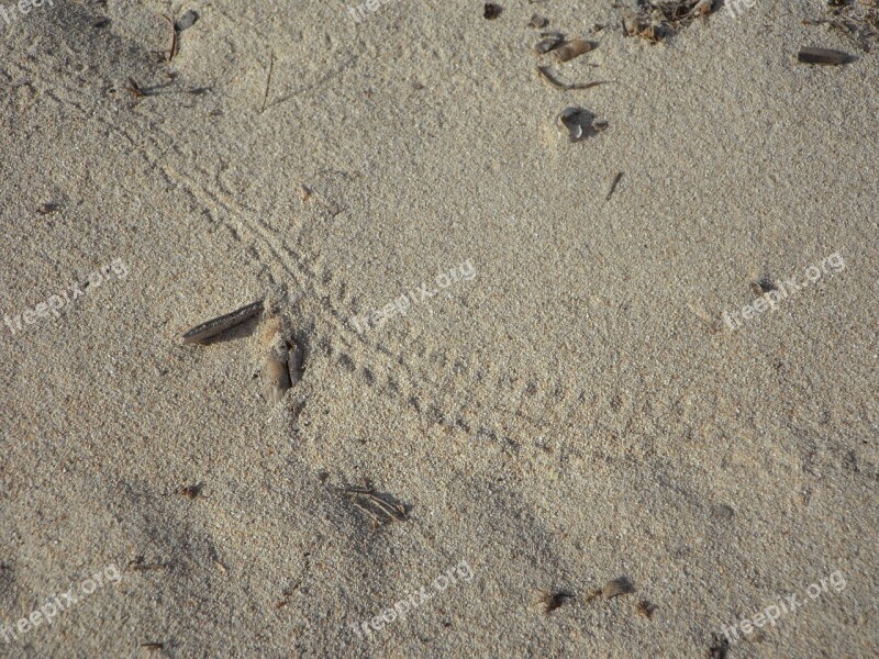 Trace Sand Beach Bug Track Beetle