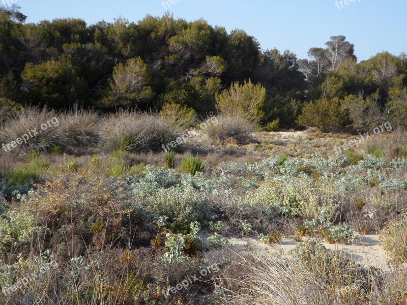 Landscape Coast Dune Landscape Dunes It Trenc