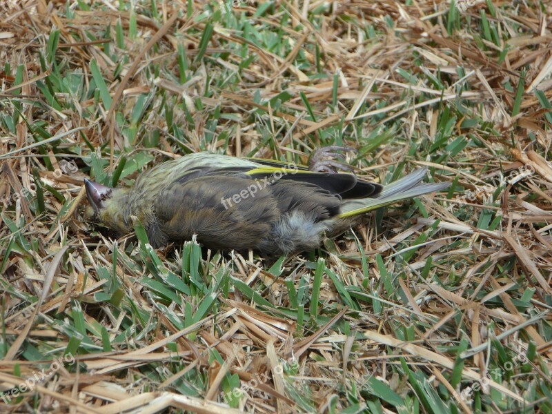 Bird Songbird Fink Dead Death