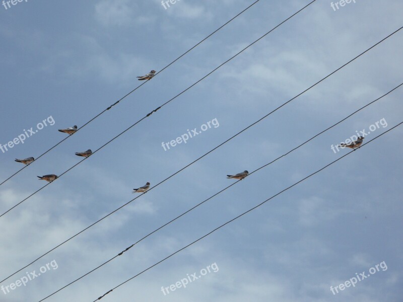 Swallows Power Lines Lines Collect Sit