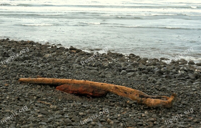 Seaside Oregon Driftwood Shore Nature