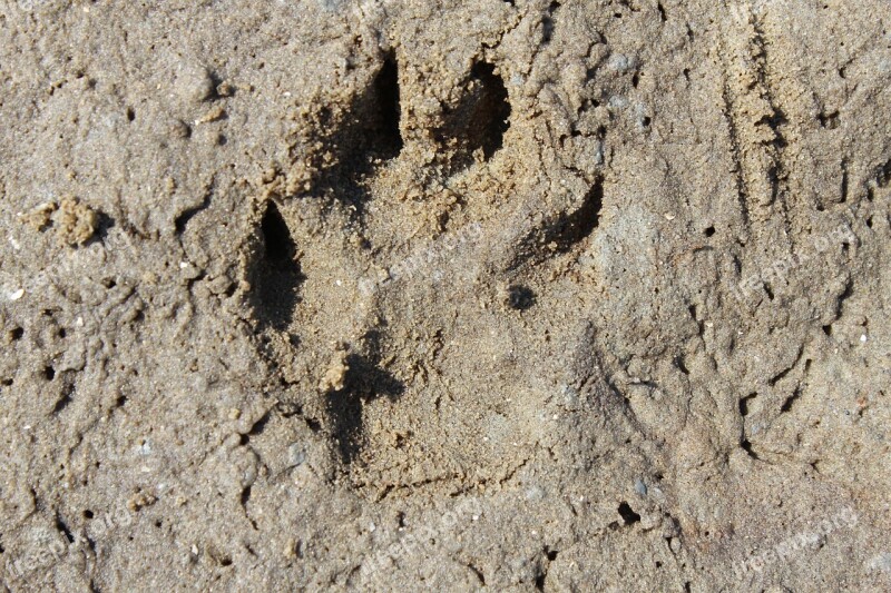 Trace Footprint Dog Track Dog Tracks Tracks In The Sand