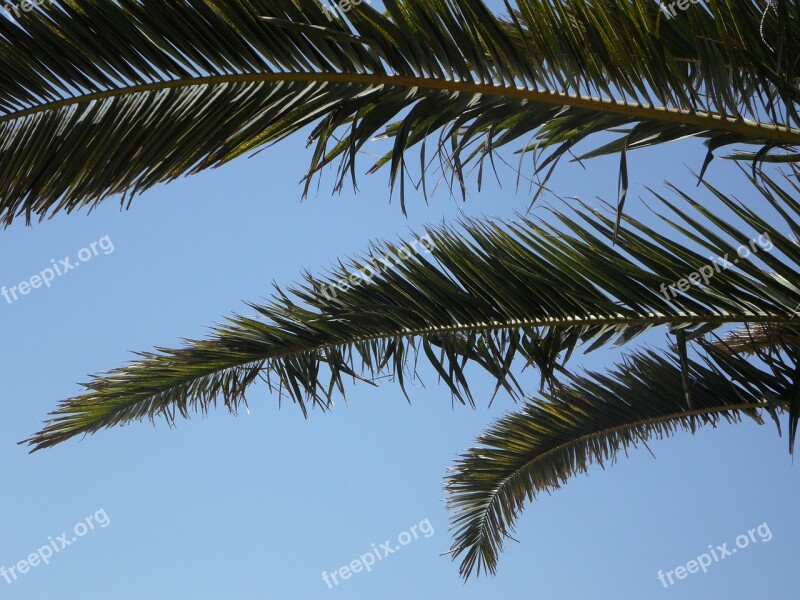 Palm Sky Palm Leaves View Outlook