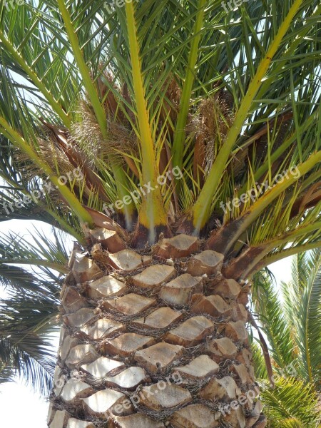 Palm Detail Tree Plant Log