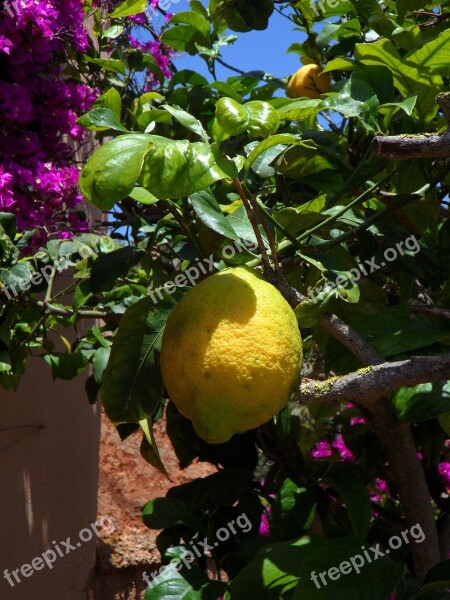 Lemon Lemon Tree Citrus Citrus Fruit Fruit