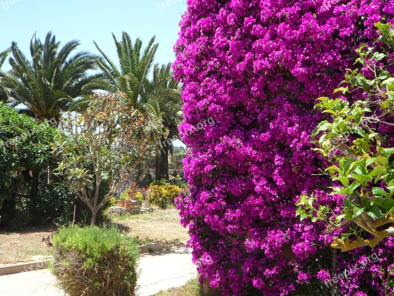 Mediterranean Garden Summer Flora Plant