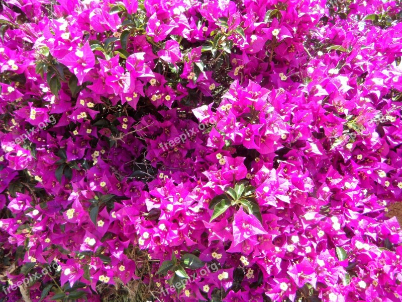 Bougainvillea Bougainville Flower Four O'clock Plant Triple Flower