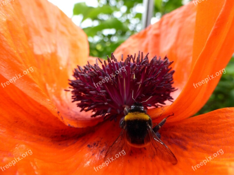 Poppy Flower Flower Plant Bee Pollen Hummel