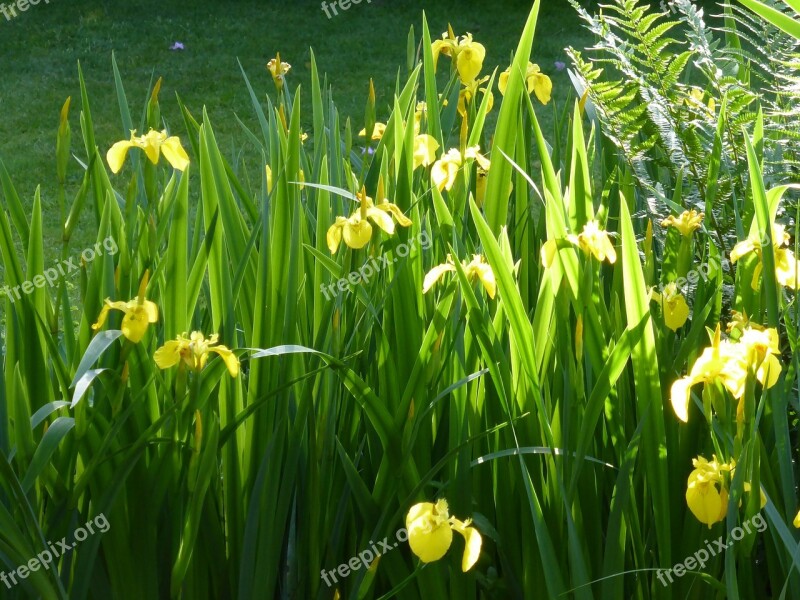 Iris Flower Flowers Plant Morning Light