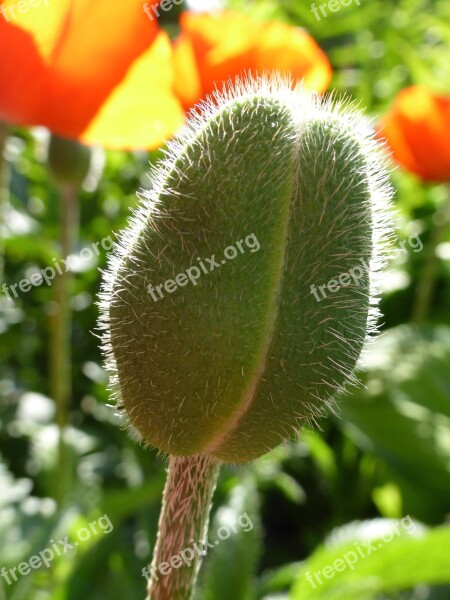 Poppy Capsule Poppy Flower Flower Plant Close Up