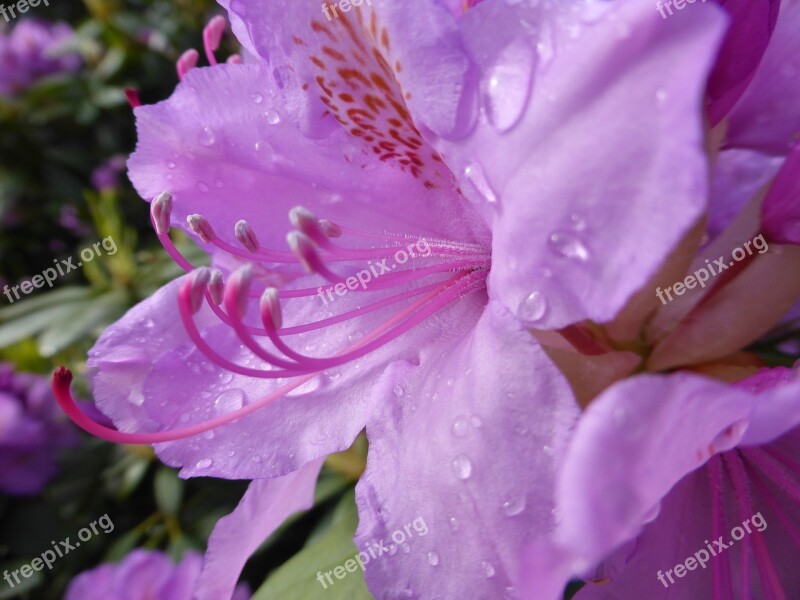 Rhododendron Blossom Bloom Flower Plant