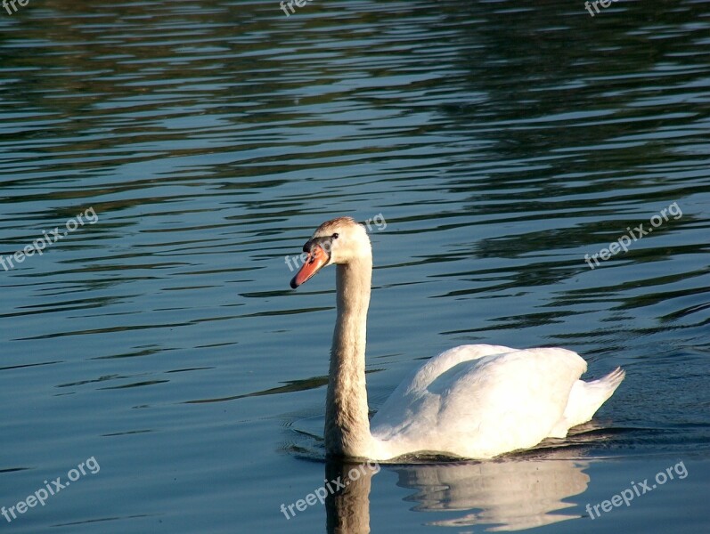 Swan Animal Water Bird Nature Bird