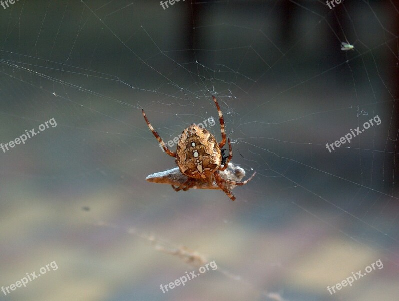 Araneus Spider Nature Cobweb Insect