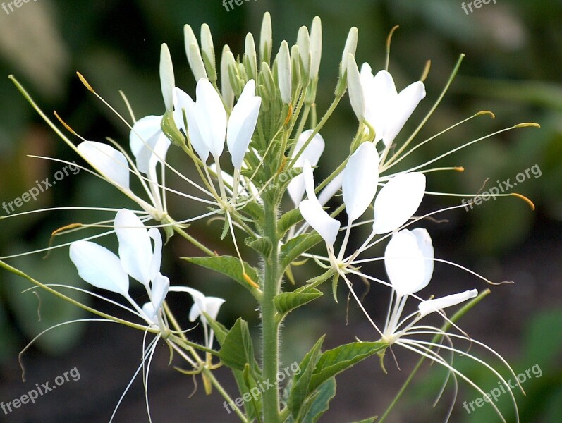 Spider Flower Nature Flower Plant Blossom