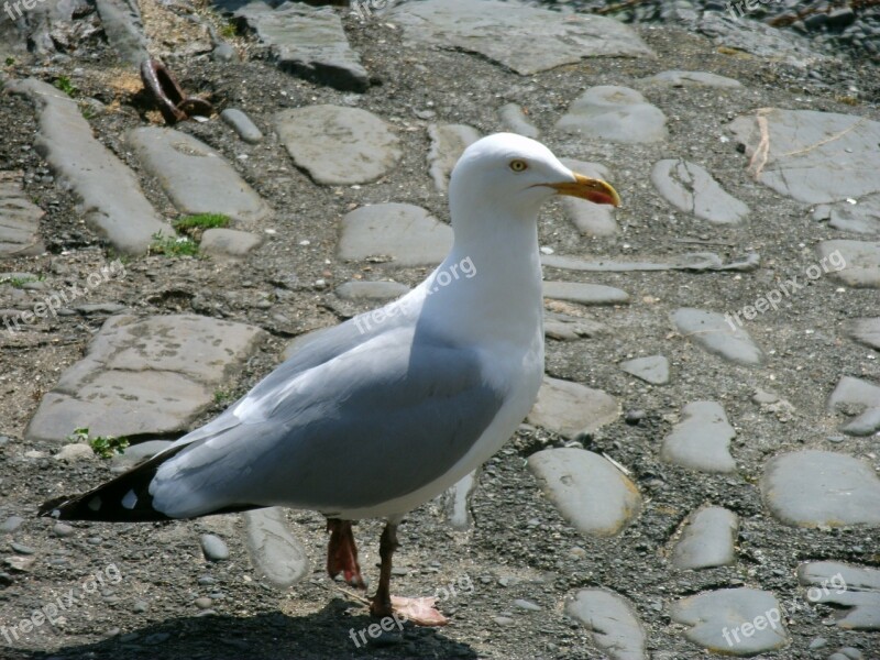 Seagull Animal Bird Free Photos