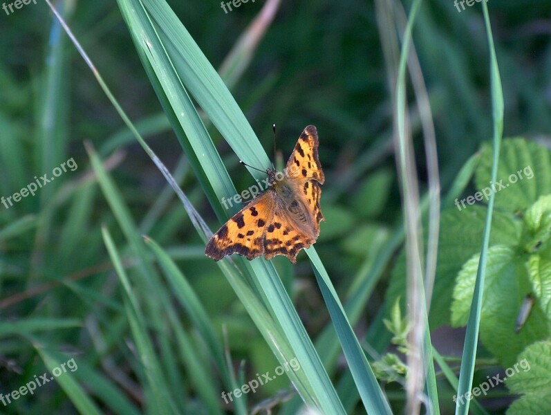 Butterfly Nature Insect Animal Flight Insect