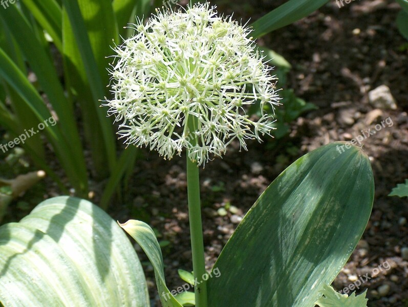 Flower Nature Plant Blossom Bloom