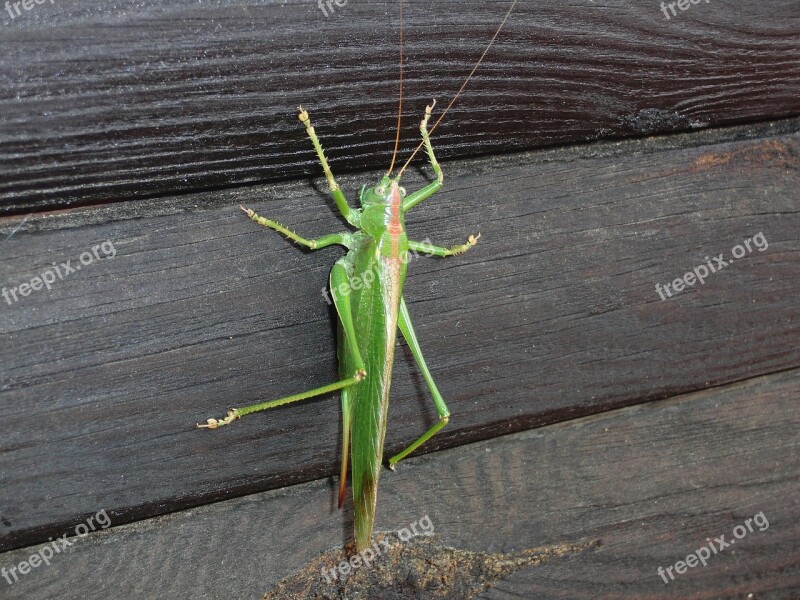 Nature Grasshopper Animal Insect Viridissima