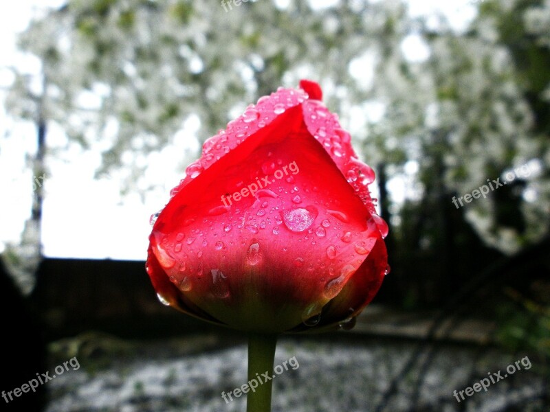 Tulip Flower Spring Nature Beautiful