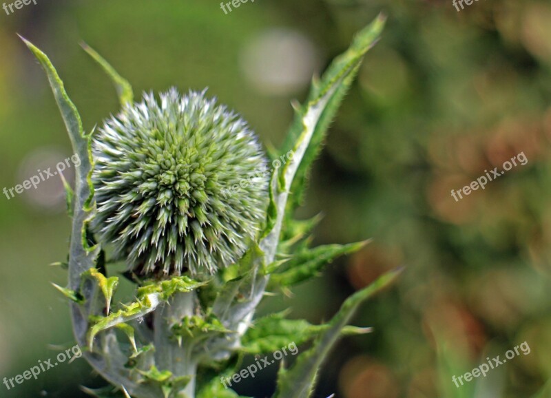 Blossom Bloom Globe Thistle Echinops Plant