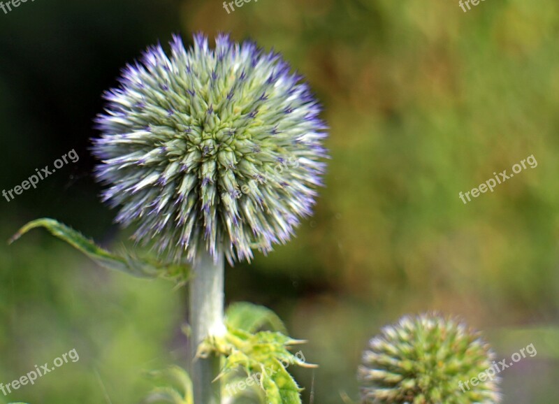 Blossom Bloom Blue Globe Thistle Echinops