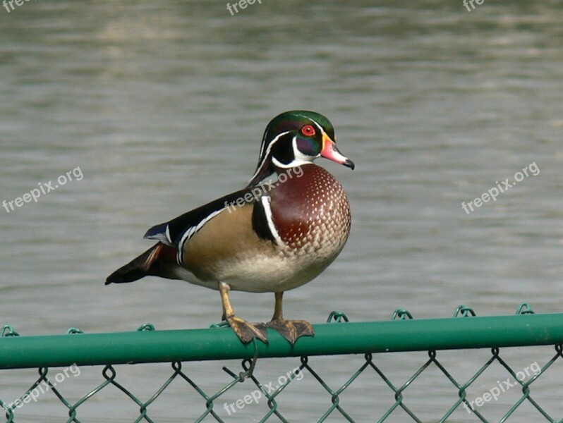 Wood Duck Duck Bird Lake Morton Florida