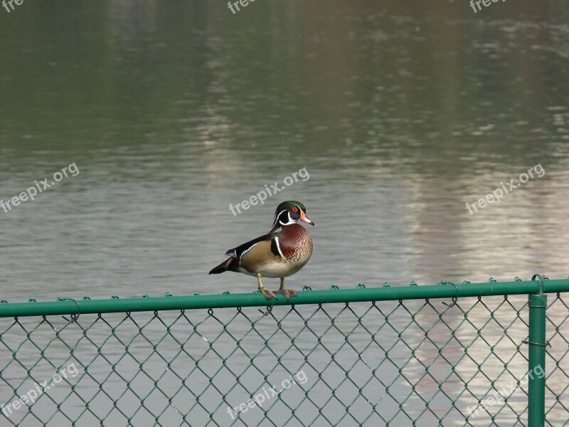 Wood Duck Lake Morton Florida Birdwatching Bird