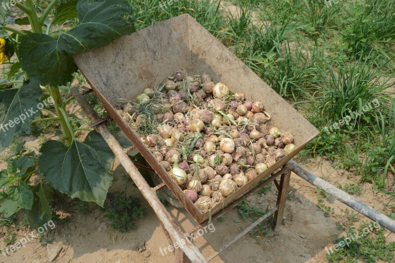 Onions Harvest Pile Wheel Barrel Farm