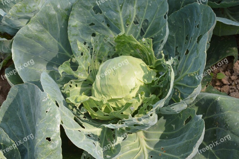 Cabbage Green Growing Farm Garden