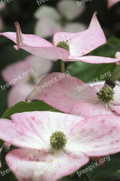 Pink Dogwood Flowers Cornus Free Photos