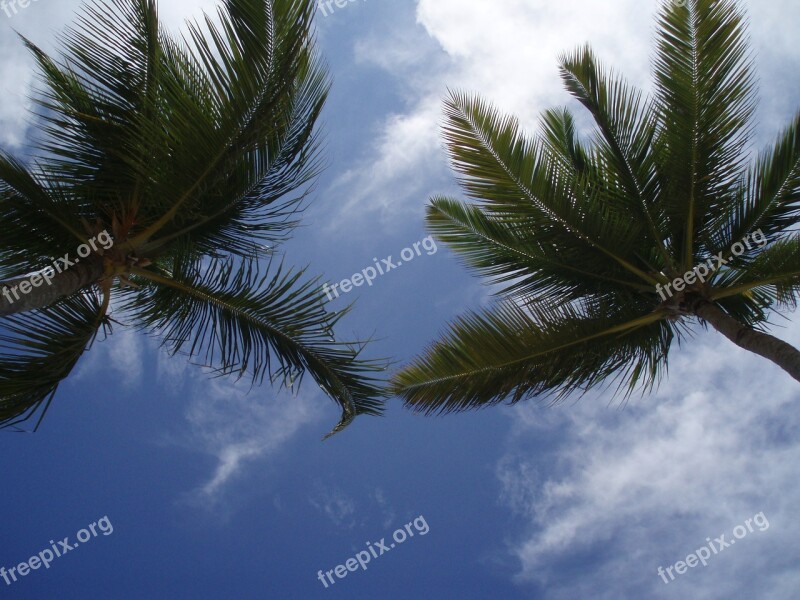 Palms Caribbean Sky Nature Free Photos