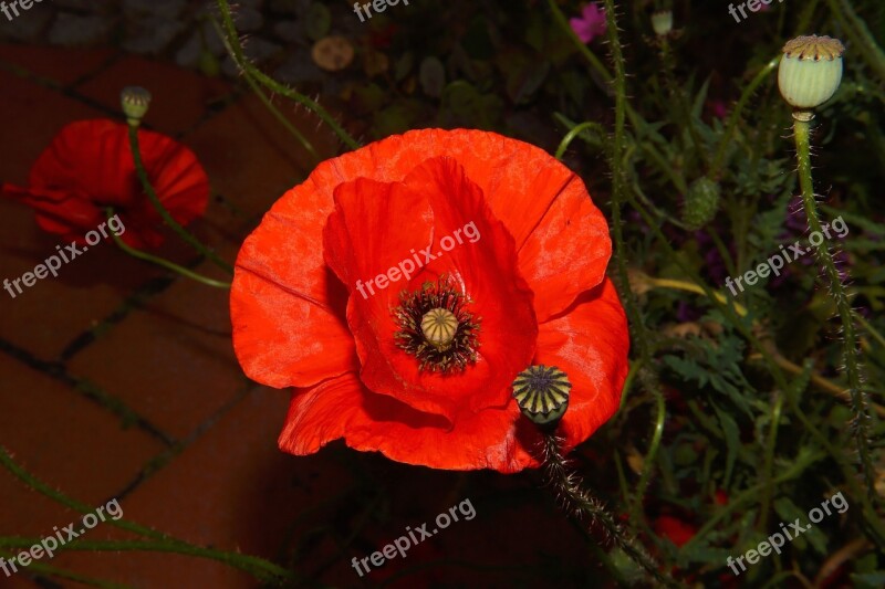 Poppy Blossom Bloom Red Klatschmohn