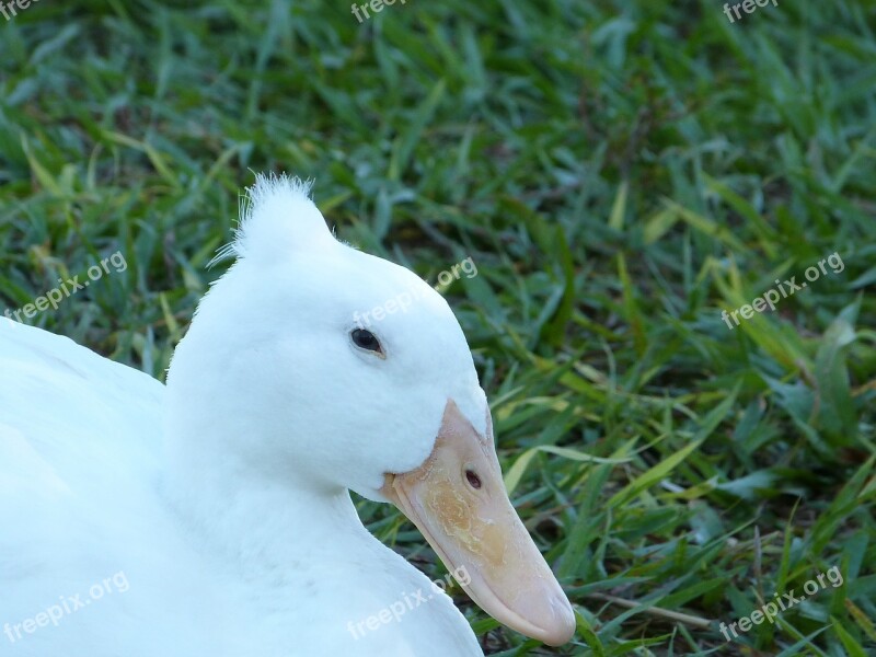 Mallard Bird Florida Feather White