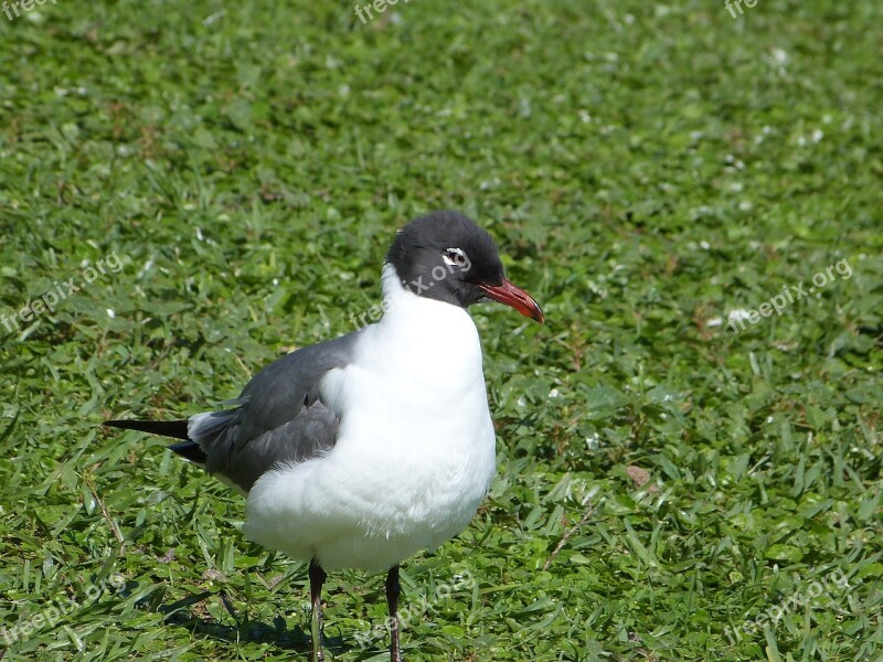 Laughing Gull Bird Watching Bird Florida Gull