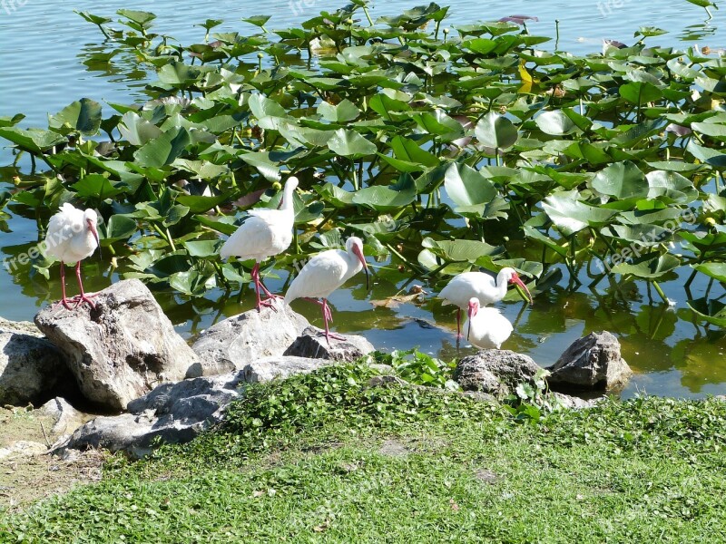 White Ibis Birdwatching Wildlife Ibis Birding