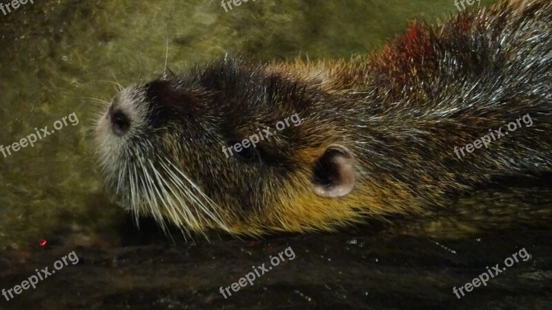 Rodent Castor Malaysia Free Photos