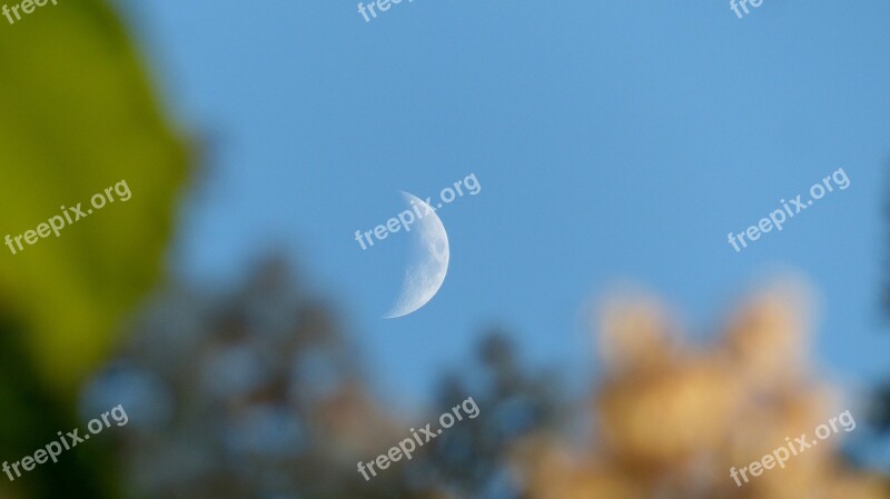 Moon Trees Blossoms Evening Free Photos