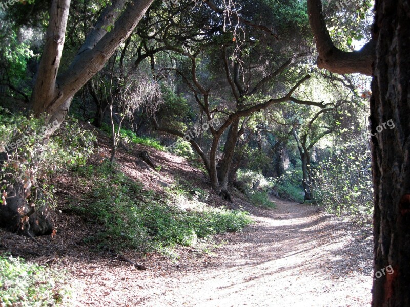 Outdoors Marshall Canyon Path Forest Landscape