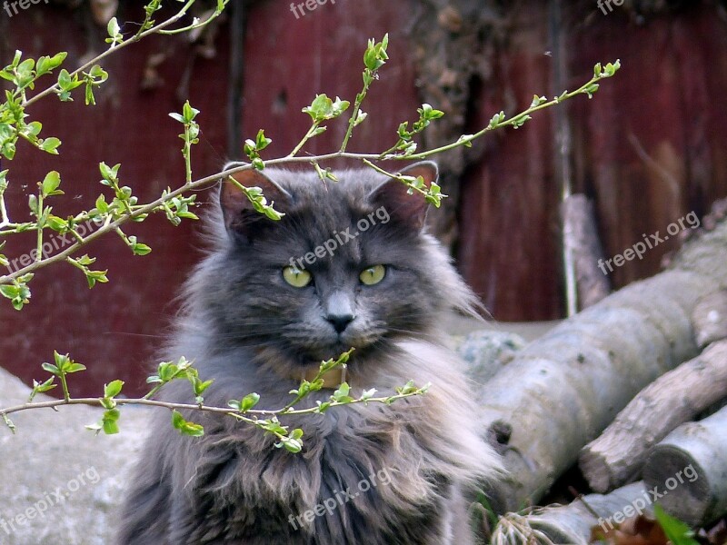 Animal Cat Feline Long Haired Attitude