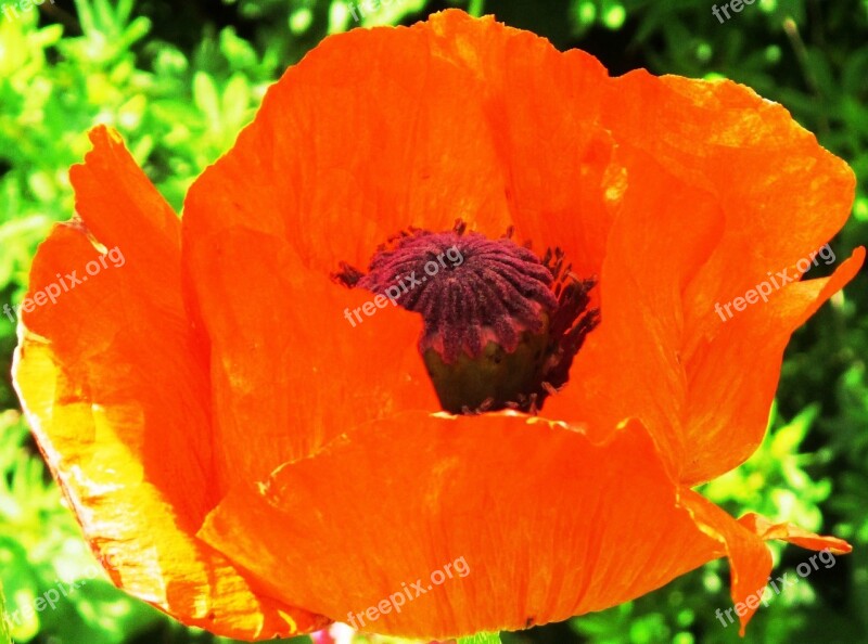 Poppy Red Field Summer Meadow Nature