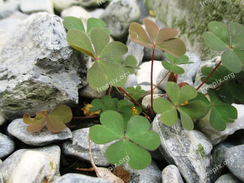 Lucky Clover Green Leaves Heart Shaped Stones