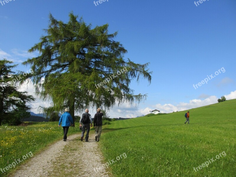 Tree Larch Wanderer Away Meadow