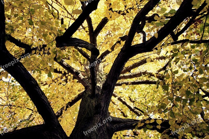 Tree Crown Nature Leaves Branches