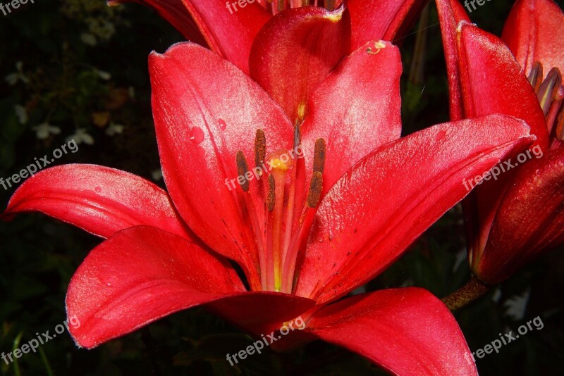 Lily Blossom Bloom Red Close Up